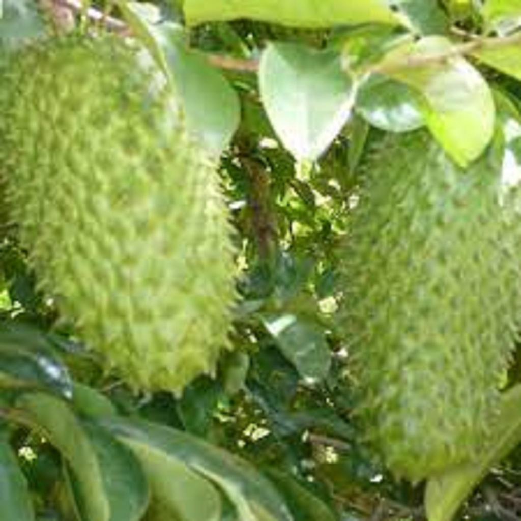 CÂY GIỐNG MÃNG CẦU XIÊM THÁI LAN KHÔNG HẠT