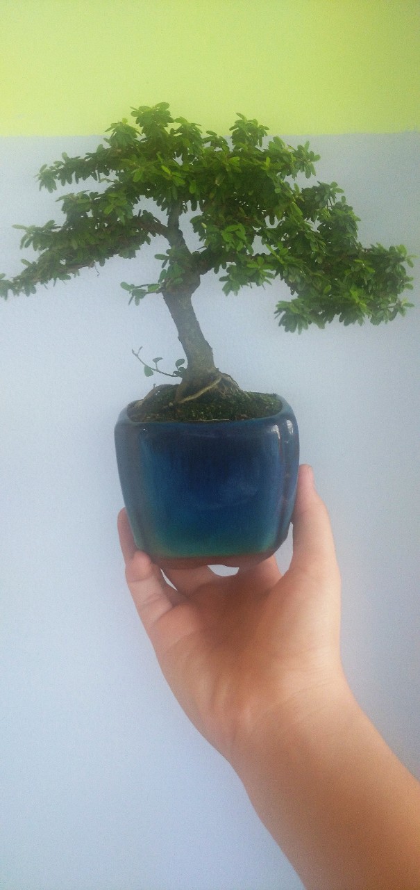 Cây Linh Sam Bonsai Mini Cây nhỏ - Chưng bàn làm việc-Phong Thủy