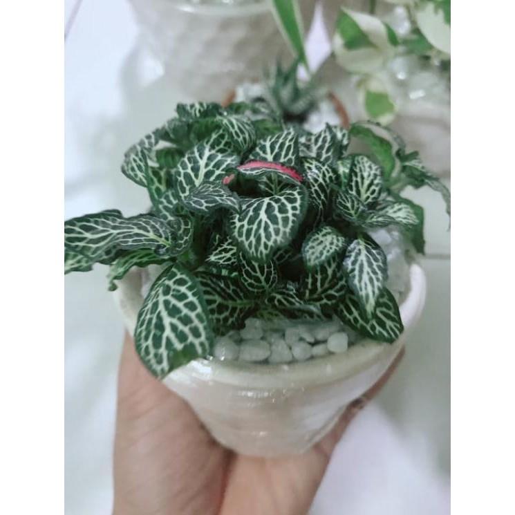 Combo hai chậu cây cẩm nhung xanh+đỏ Bán Chạy