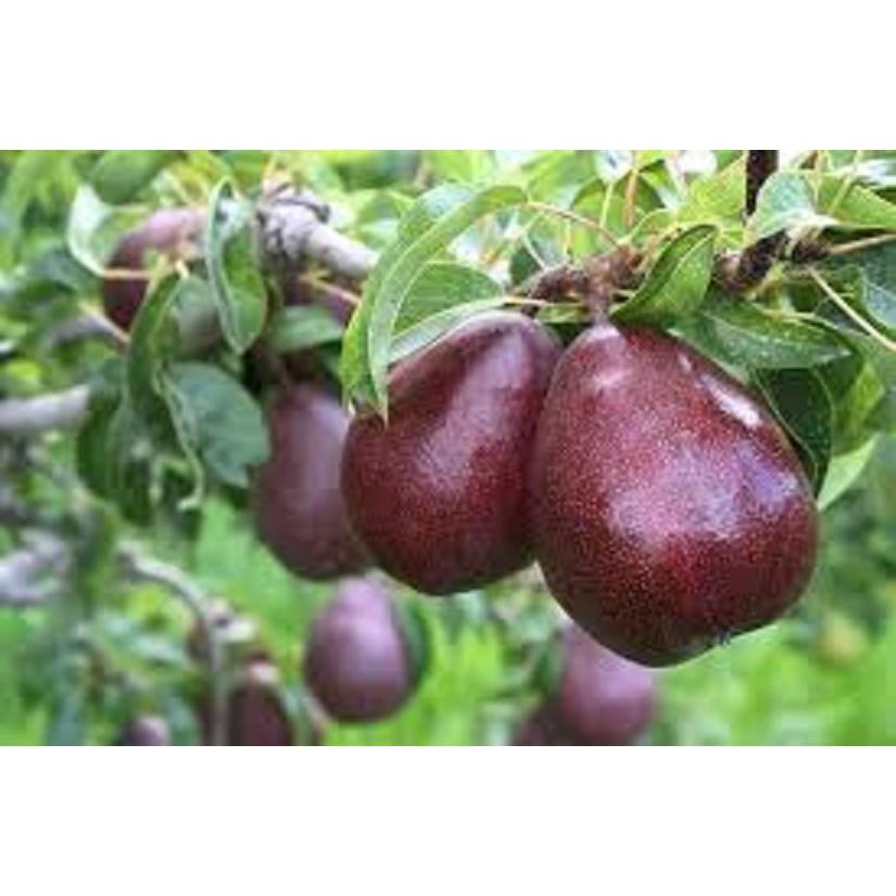 CÂY GIỐNG LÊ ĐỎ NAM PHI SIÊU QUẢ SIÊU KINH TẾ-CAM KẾT GIỐNG CHUẨN F1