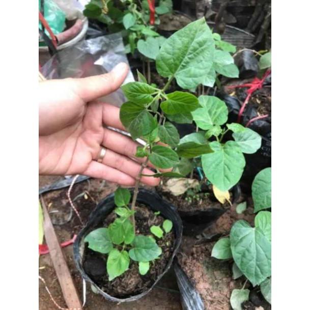 Cây Giống Hoa Thiên Lý