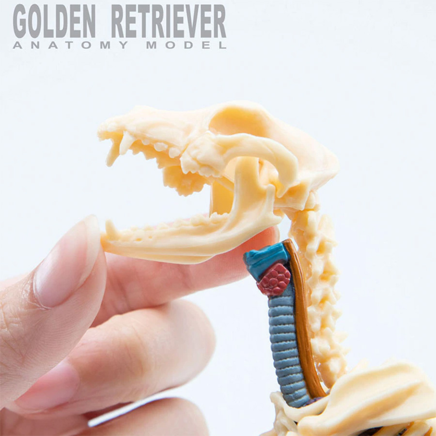 Đồ Chơi Mô Hình Giải Phẫu 4D - Chó Săn Lông Vàng 4D Master 622007