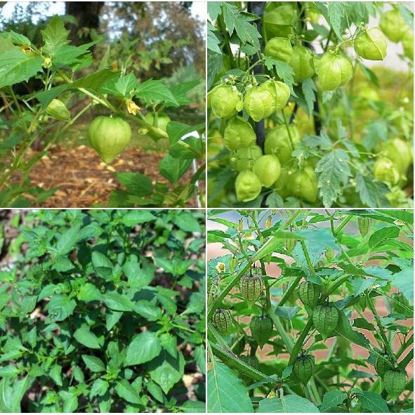 Hạt Giống Cây Tầm Bóp-gói 0,2gram/tặng kèm gói phân bón lót