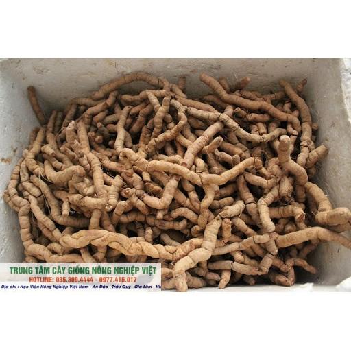 Cây Giống Ba Kích Ngâm Rượu Bao Phê