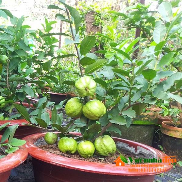 CÂY ỔI NỮ HOÀNG gốc có cành mập