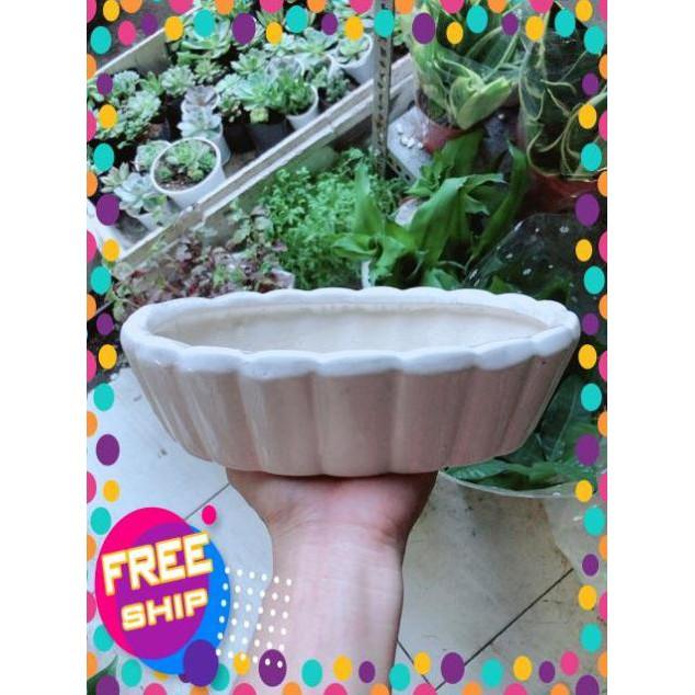 Chậu Trồng Cây