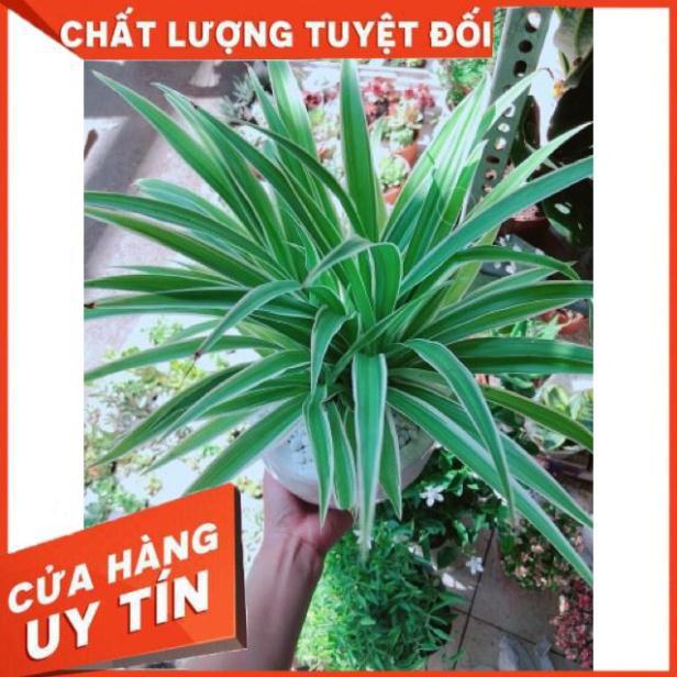 Chậu lan phát tài