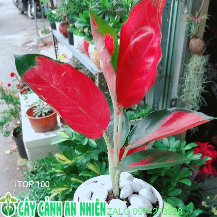 Chậu Cây Phú Quý Đỏ