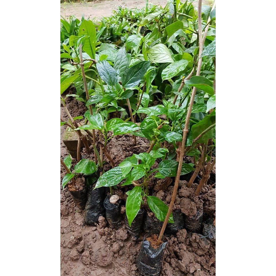Cây thìa canh lá to