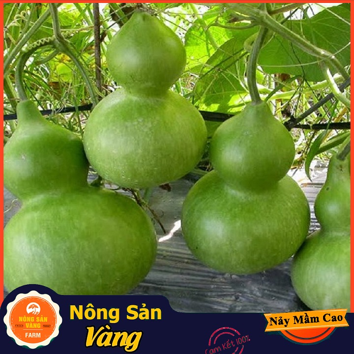 Hạt giống Bầu Hồ Lô ( Gói 10 Hạt ) - Nông Sản Vàng