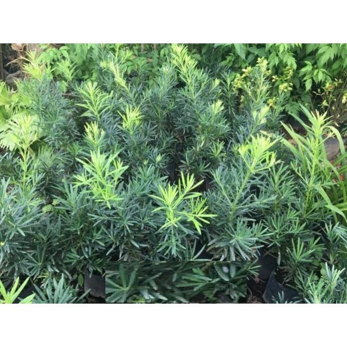 Combo 04 cây giống TÙNG LA HÁN - CÂY BONSAI - SIÊU ĐẸP GIÁ SIÊU RẺ