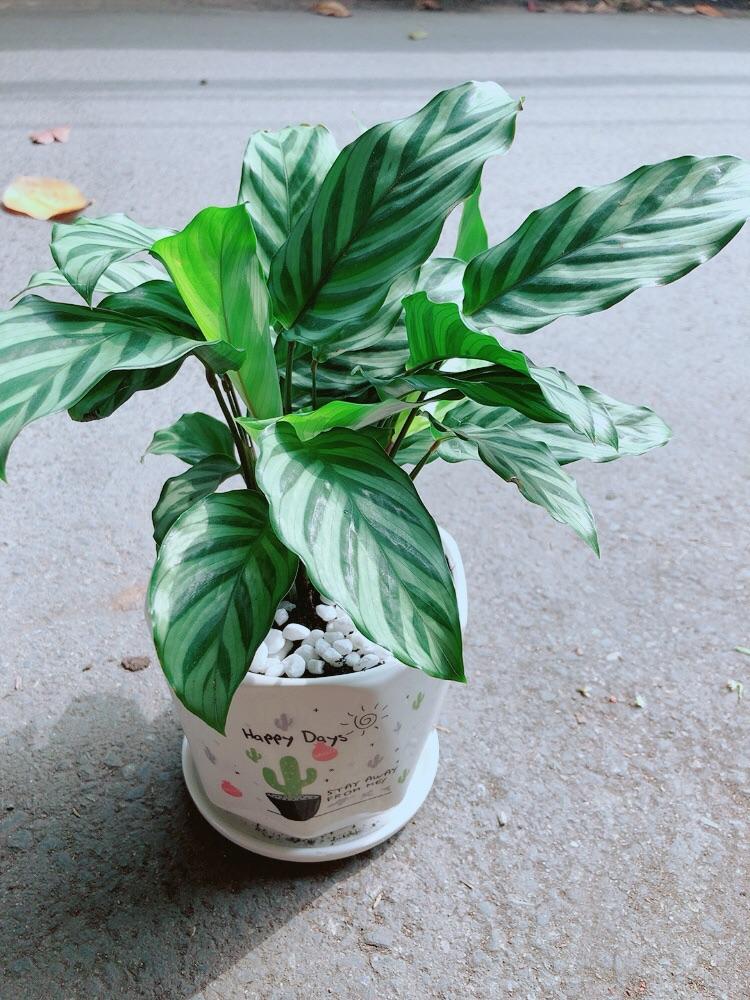 Chậu Cây Đuôi công Xanh