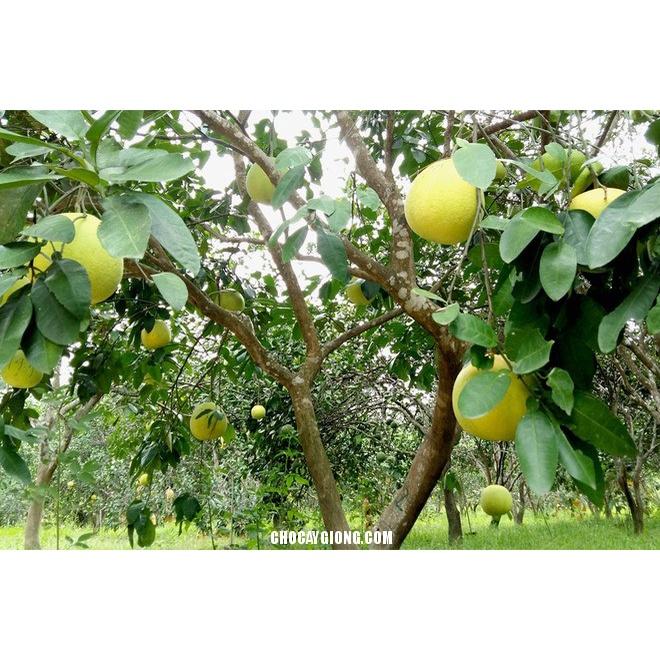 Cây giống bưởi phúc trạch