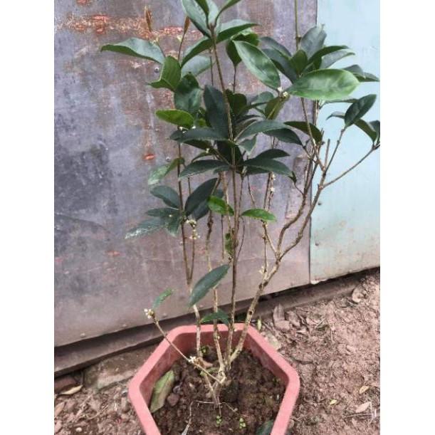 Cây Hoa Mộc Hương