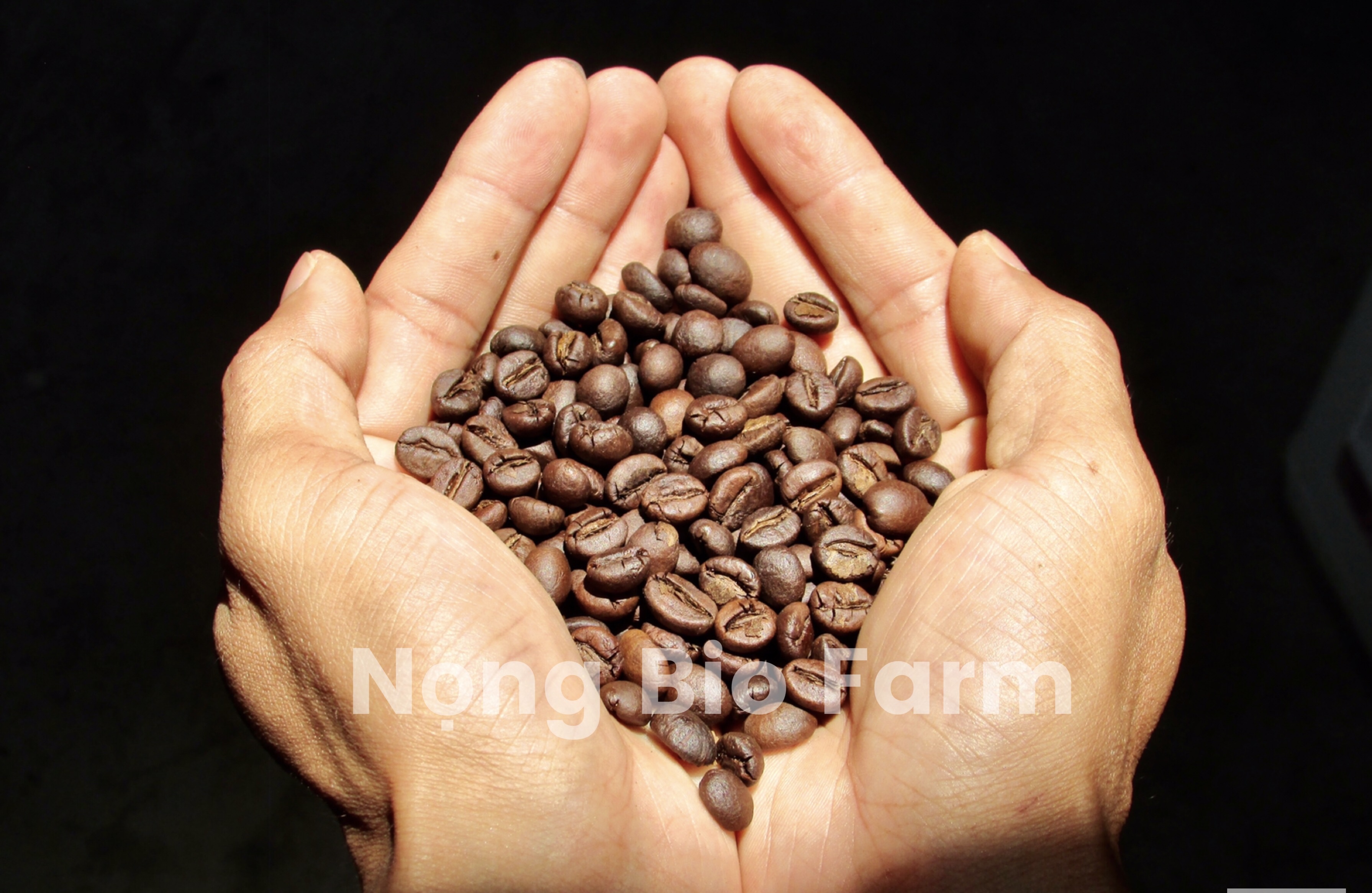 Cafe Robusta nguyên chất 100% rang mộc Sơn Lang Gia Lai gói 250g