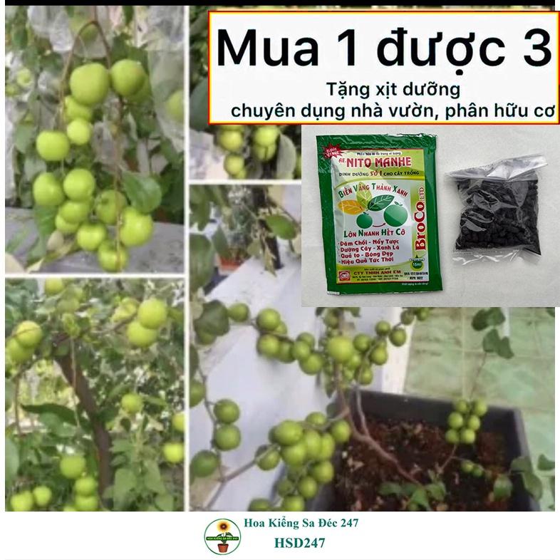 Cây táo thái ghép - tặng phân bón - cây ăn trái - trang trí sân vườn cảnh quan ngoài trời