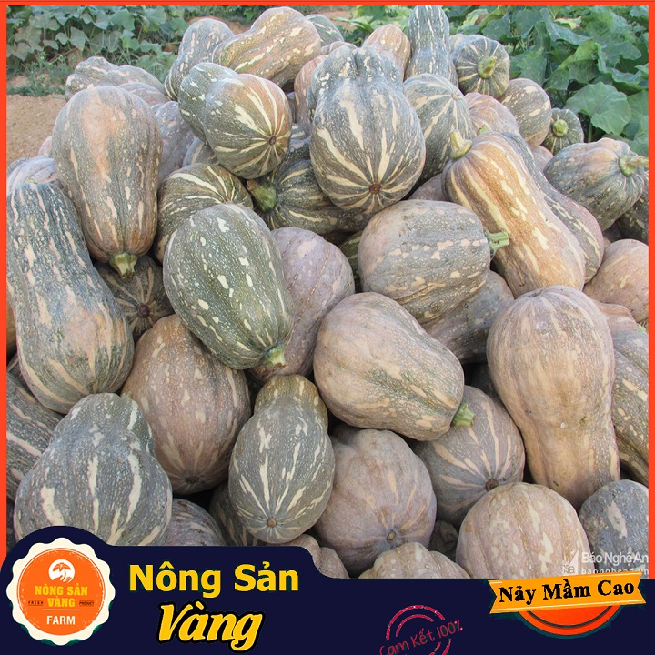 Hạt giống Bí Đỏ Hồ Lô - Nông Sản Vàng