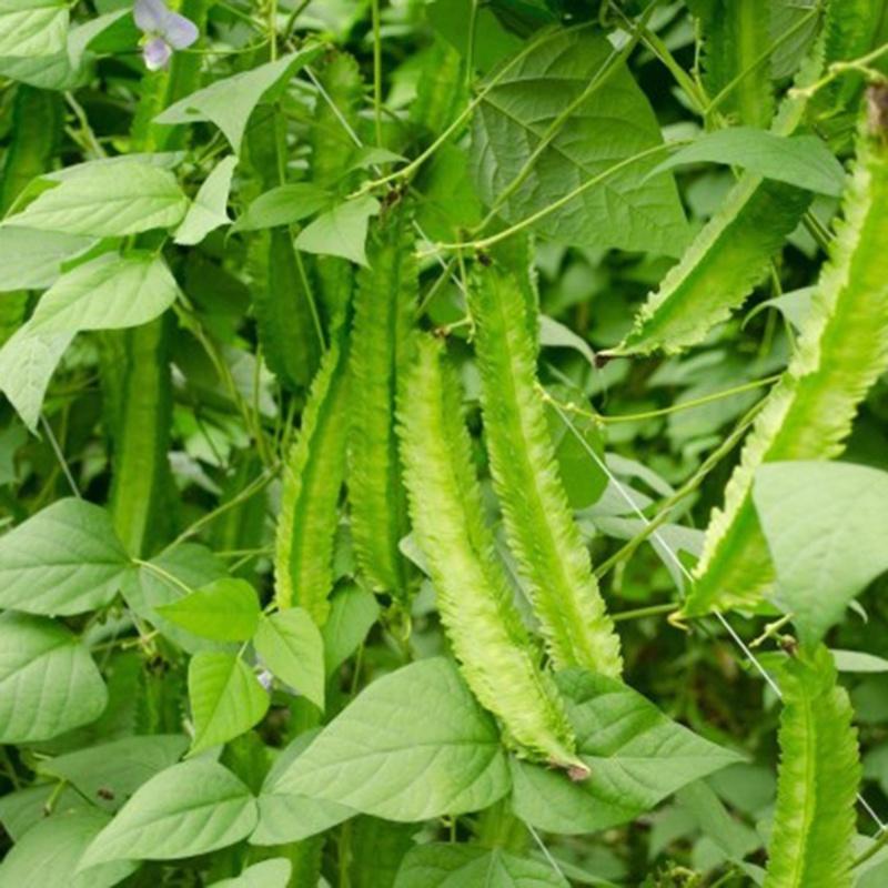 Hạt giống Đậu Rồng , đóng gói 5gr