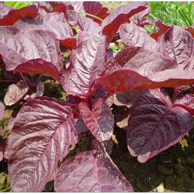 Hạt giống rau dền lá liễu đỏ - 20 gram/gói