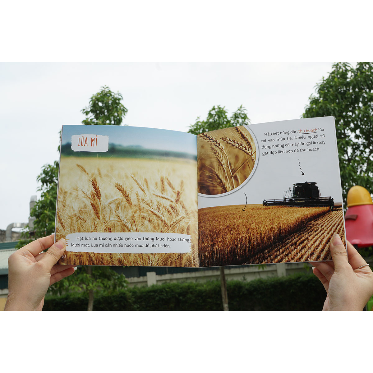 Combo : Healthy eating - Ăn uống lành mạnh