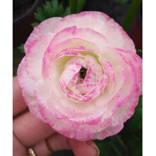 Bộ 6 Củ giống hoa mao lương mix màu