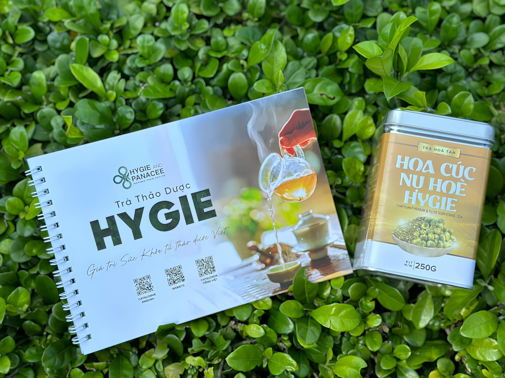 Nụ hòe hoa cúc Hygie 250gr 50 ly - Phòng ngừa đột quỵ, hạ huyết áp, làm chắc thành mạch máu