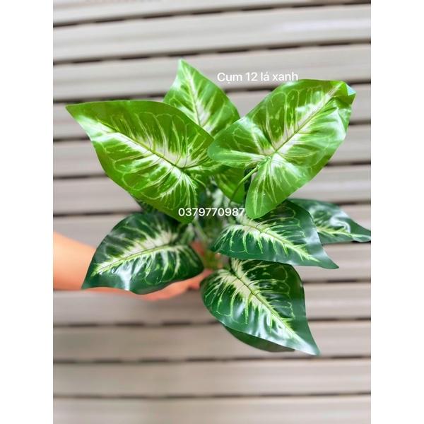 Cụm lá cắm tường cây, Hộp cây trang trí