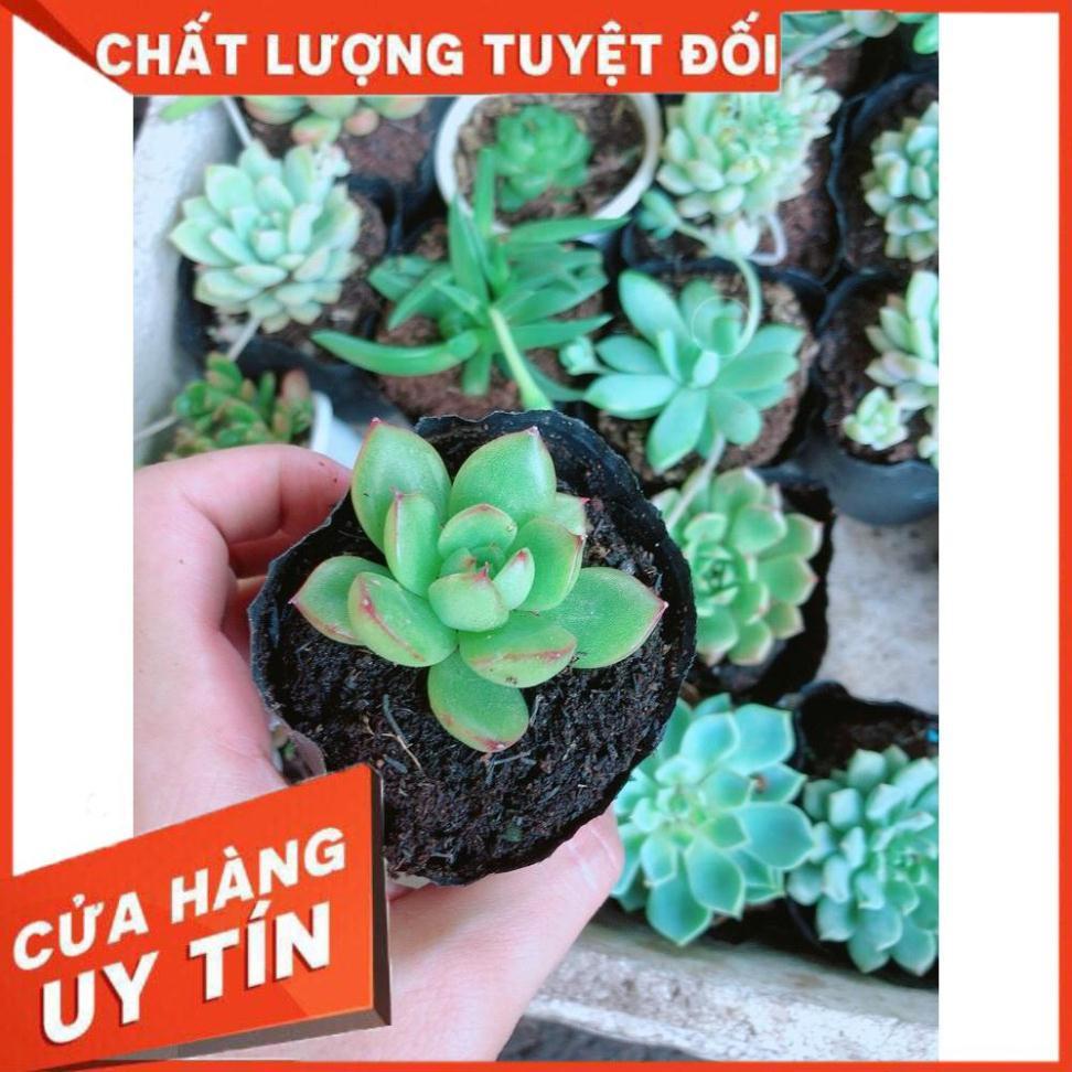 Combo 10 cây sen đá Nhiều Người Mua