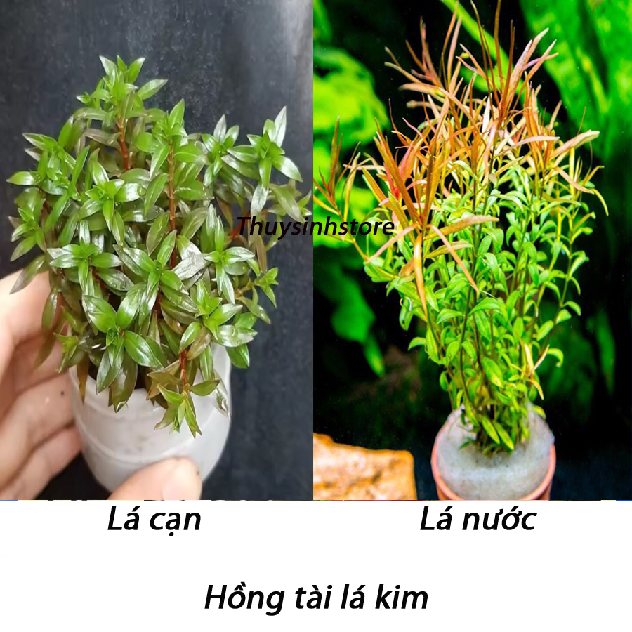 Cây thủy sinh Diệp tài hồng lá kim 15-20 ngọn (Hậu cảnh) lá cạn