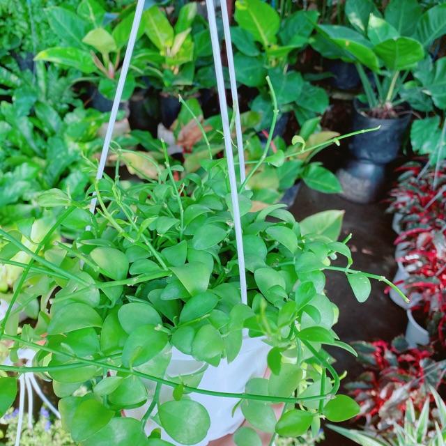 Chậu cây đô la