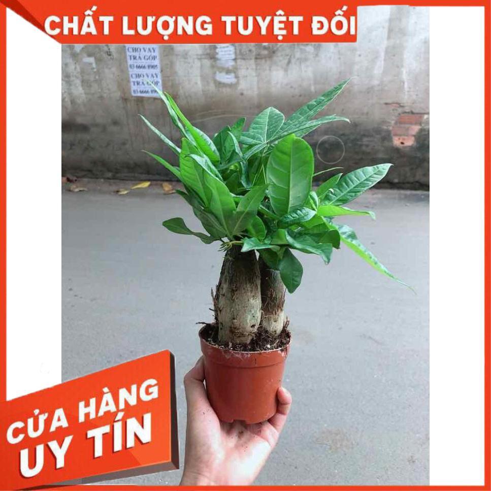 Chậu kim ngân 3 thân Nhiều Người Mua