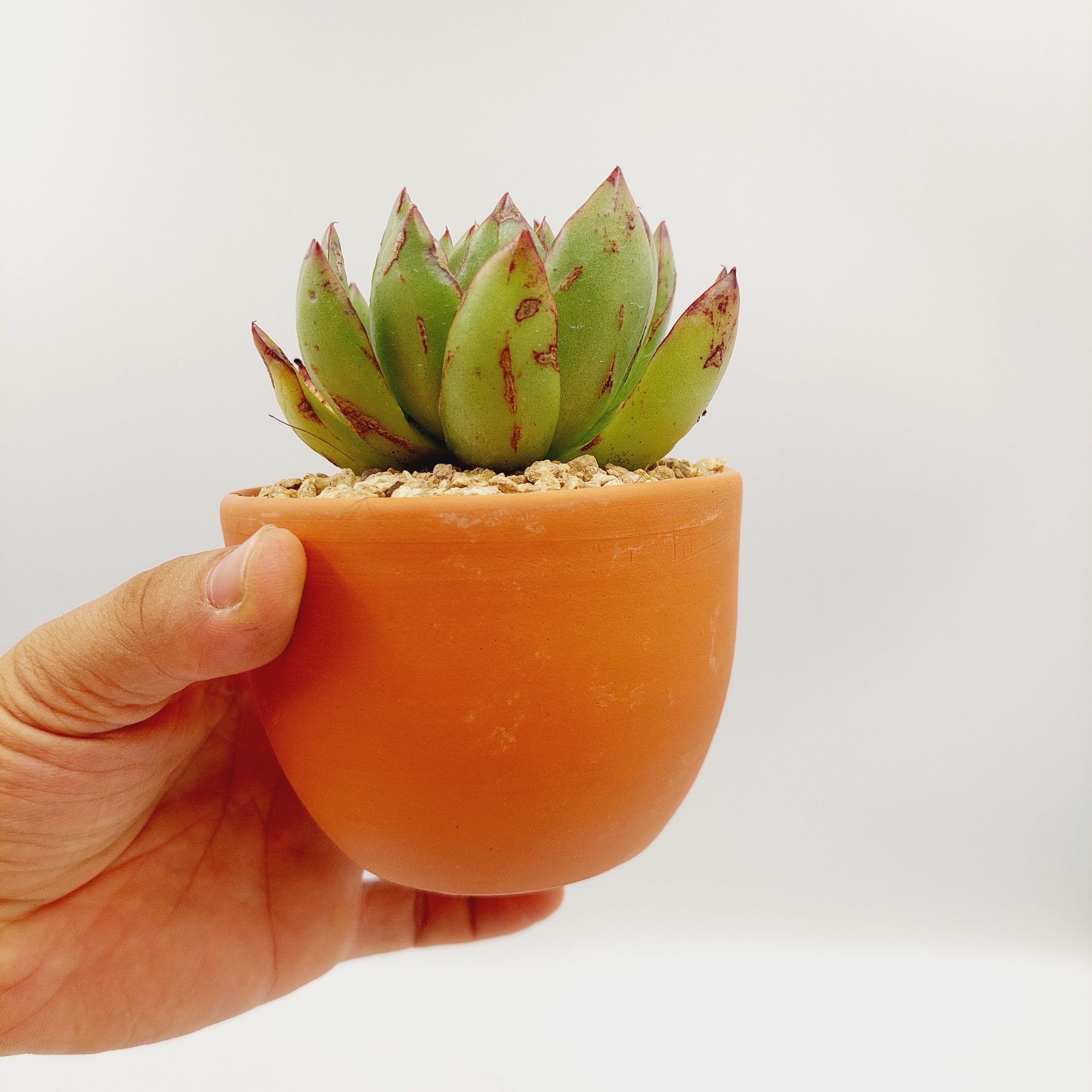 Chậu đất nung, chậu sen đá - Trứng nhỏ 957, miệng chậu 9.5cm, chiều cao 7cm