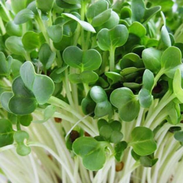 Hạt giống Mầm củ cải trắng – Gói 50g