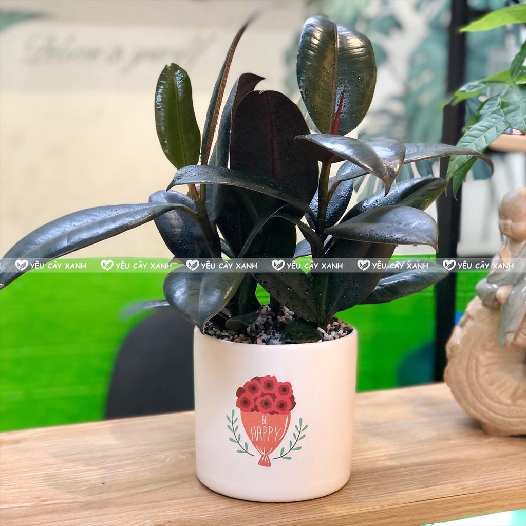 Cây Đa Búp Đỏ 3 Thân để bàn hợp phong thủy tượng trưng cho sự may mắn, hạnh phúc