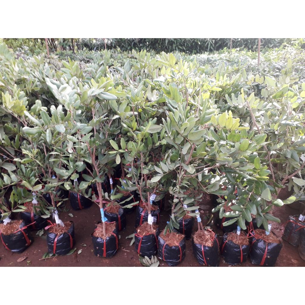Cây giống NHÃN XUỒNG CƠM VÀNG  )