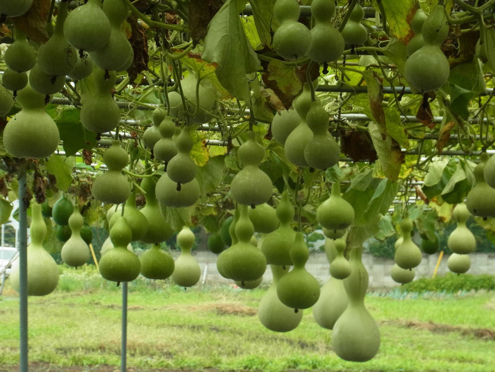 Hạt Giống Bầu Hồ Lô - Nảy Mầm Cực Chuẩn