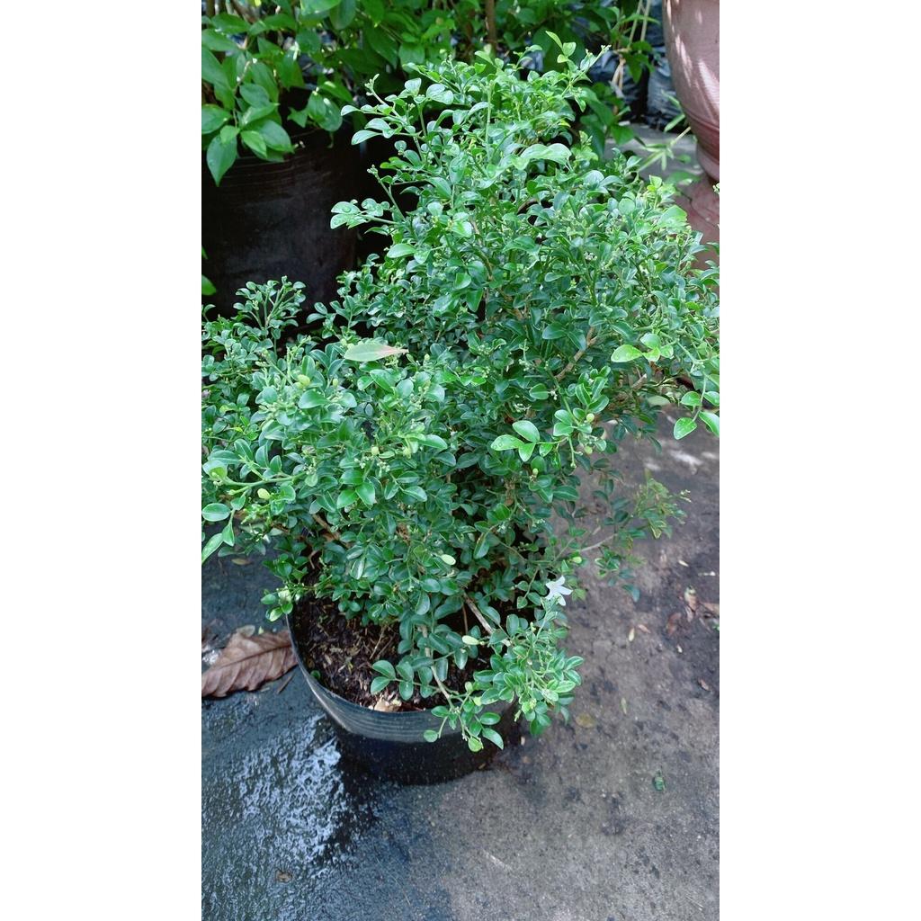 Nguyệt Quế Thái