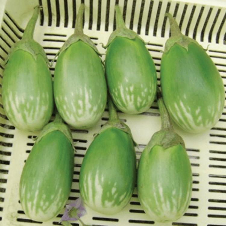 Hạt giống Cà Trứng Rồng Mã Lai F1 0.3gr/gói
