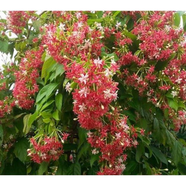 Hoa leo sử quân tử-hàng gửi đi nguyên chậu