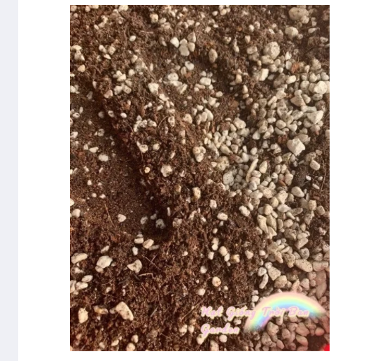 Đất Nền Trồng Sen Đá