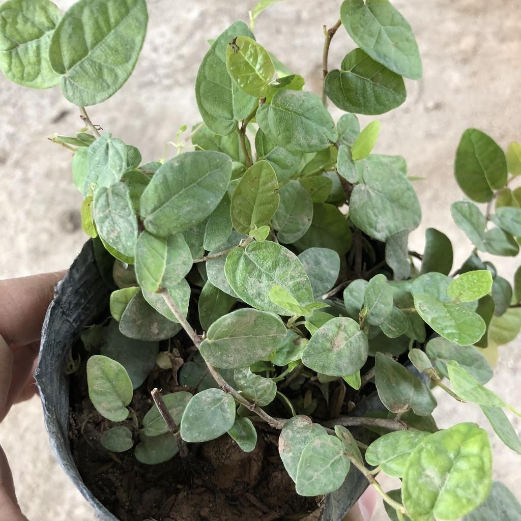 Cây vảy ốc , cây có nhiều nhánh cực sum suê leo bám cực tốt, sức sống cực khỏe thích hợp làm cây bám tường