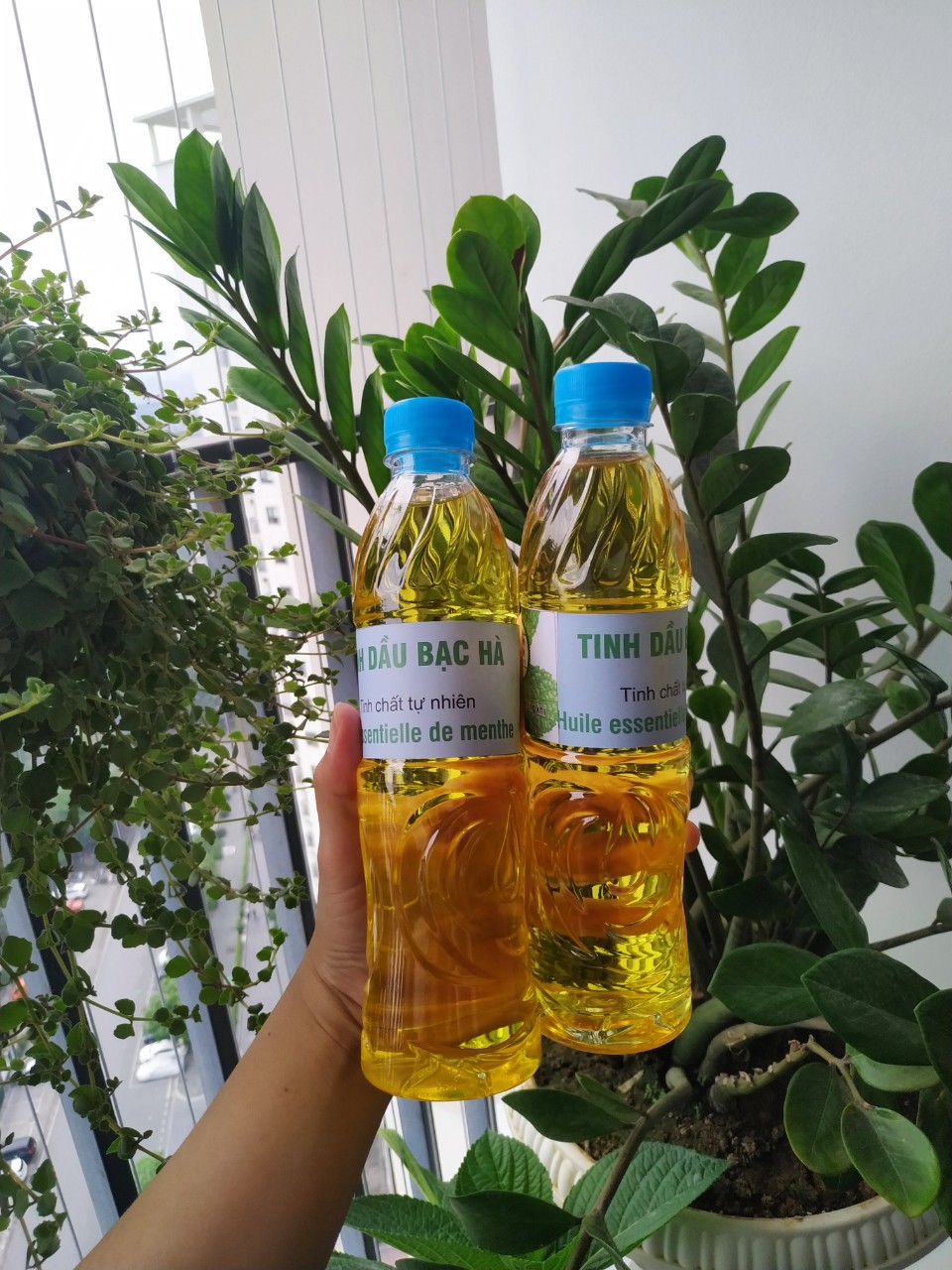 Tinh dầu bạc hà lau nhà, chai 500ml