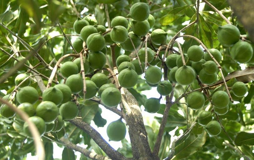 Cây giống hạt macca cây đẹp chuẩn giống