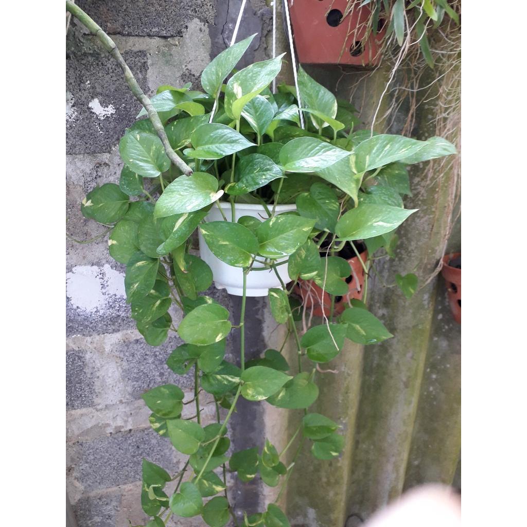 CÂY TRẦU BÀ LEO CỘT  ()