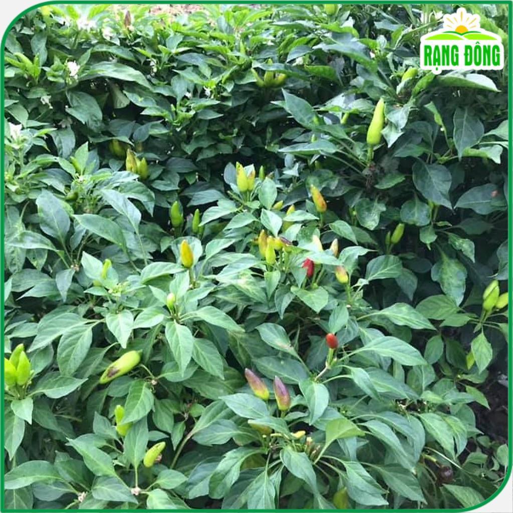 Hạt giống Ớt Xiêm Rado 712 (0,2g~40 hạt) giống cao sản, trái sai, cay nồng, trồng quanh năm - Hạt giống Rạng Đông