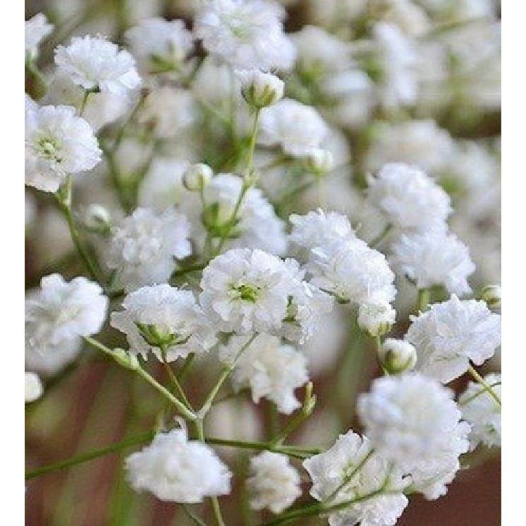 Hạt giống hoa baby trắng - 100hạt/gói
