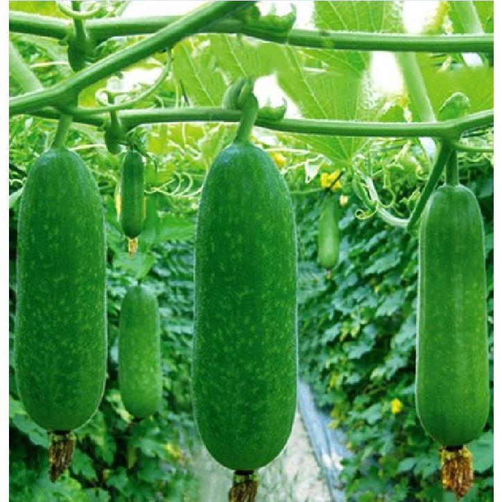 Combo 5 gói Hạt giống bí chanh lai F1 -gói 10 hạt - Tặng kèm gói phân bón lót