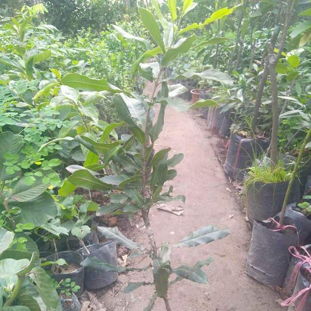 Cây giống macca ghép