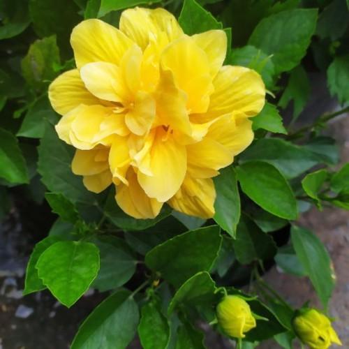 CHẬU CÂY DÂM BỤT LÙN CÁNH KÉP MÀU VÀNG - NCCGHDBLCK