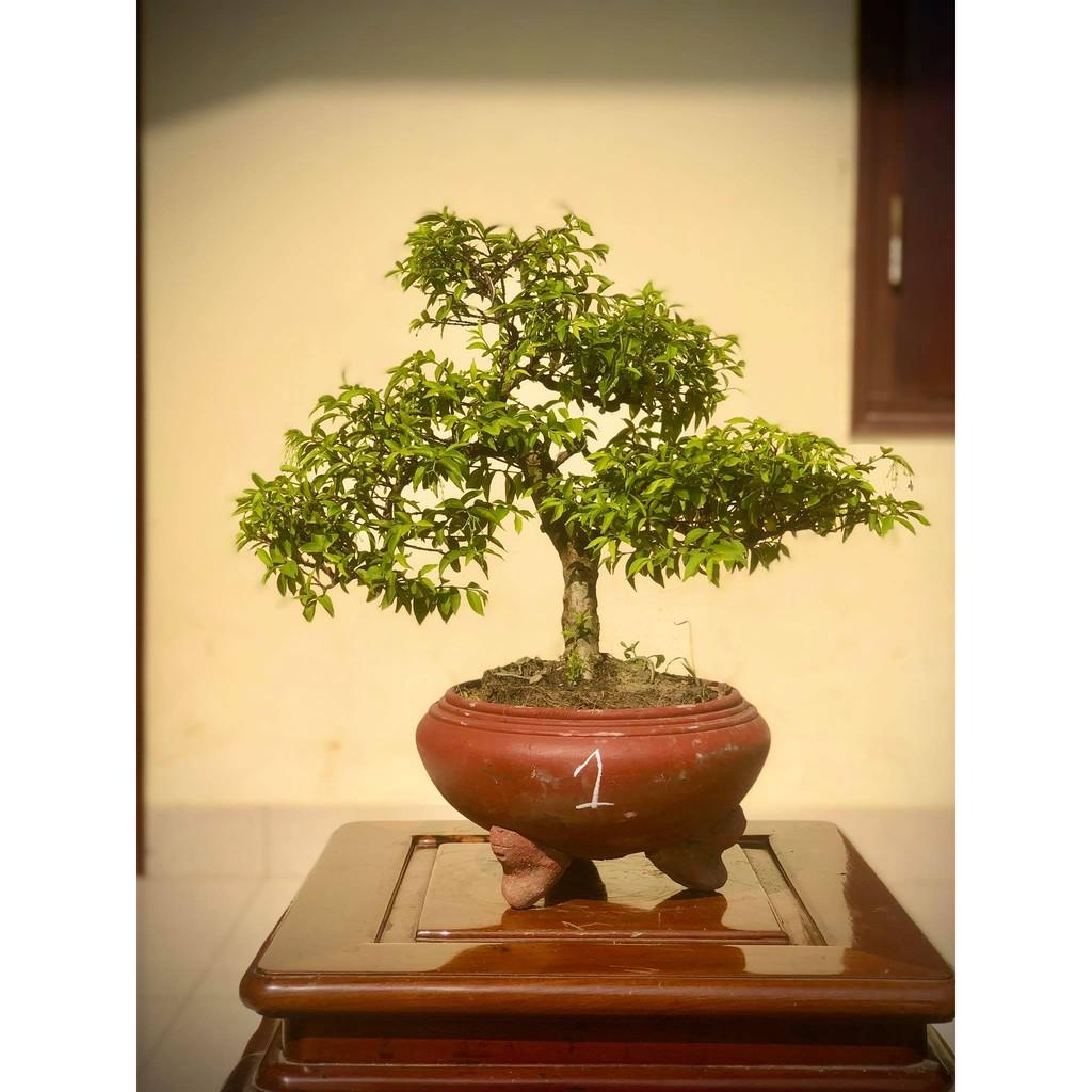 Cây mai chiếu thủy bonsai (ảnh thật) cây số 1-8 tùy chọn